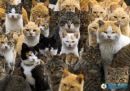 日本的猫岛：日本的田代岛堪称猫的天堂。尽管人类也居住在这座岛屿上，但是猫的数量堪称无敌，而且这里是禁止狗上岛的。
