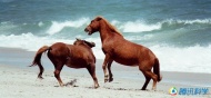 美国马里兰的野马岛：这些被称作亚萨提格岛马的野马生活在这座60公里长的障壁岛上。你可以到亚萨提格岛旅游，并且观看每年一度的野马围捕活动。