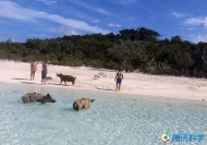 巴哈马群岛的猪海滩：这是一座被猪统治的无人岛，而且无人了解这些会游泳的猪如何到达了这座岛屿。有人称，这些猪是水手们留下来准备当做晚餐的，但最终他们并没有返回。也有人称，这些猪是从其它岛屿游过来的。无论它们来自哪里，现在它们就在你的眼前。