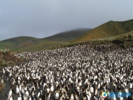 澳大利亚的皇家企鹅岛：当你登陆这座位于大西洋西南部的海岛——麦夸里岛时，会有大群皇家企鹅欢迎你的到来。除了可爱的企鹅之外，这里也是太平洋中唯一地幔岩石露出海平面的地方，而且得到了联合国科教文组织的证书。
