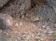 4月29日，中国民间环保组织绿色江河宣布，该组织首次利用红外照相机拍在长江源地区拍摄到活体雪豹图片及视频。图为拍摄到一只成年雪豹在班德山一处悬崖下方的活动记录。