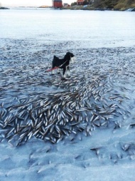 1月16日，挪威一个小岛海岸附近日前出现一番奇景——一大群正在游弋的鱼群竟然被冻凝在靠近海面的冰层中，依然保持着游动的姿态和方向。