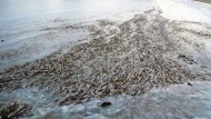 1月16日，挪威一个小岛海岸附近日前出现一番奇景——一大群正在游弋的鱼群竟然被冻凝在靠近海面的冰层中，依然保持着游动的姿态和方向。