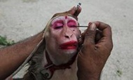 5月31日，巴基斯坦卡拉奇，一名男子在街头表演开始前给猴子画眼妆。