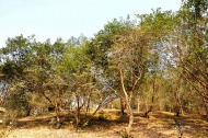 后山里的茶籽树是油籽的来源。