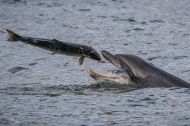 据英国《每日镜报》报道，英国40岁的导游萨拉·佩恩(Sarah Pern)在苏格兰东海岸拍到宽吻海豚捕食大马哈鱼的精彩一幕。照片显示，一条大马哈鱼刚跃到空中，一只宽吻海豚随即冲出海面，将大马哈鱼吞入口中。