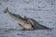 海豚捕食大马哈鱼瞬间。