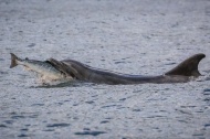 海豚捕食大马哈鱼瞬间。
