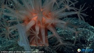“深海发现者”潜水探测器提供了大量海底怪异生物照片，如图所示，这是海平面以下2000米处发现的蘑菇珊瑚。