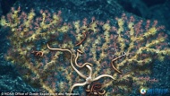 探测器在海底发现了几种新物种珊瑚和海绵，图中显示海蛇尾攀爬在珊瑚上。