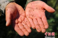 新疆中蒙边境蚊虫施虐一巴掌竟能拍死近40只蚊子