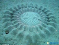 这是日本水下怪圈，实际上是雄性河豚鱼吸引雌性而建造的水下结构。