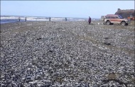 10月8日消息，俄罗斯远东库页岛鞑靼海峡沿岸，海滩上一夜之间有数以万计的沙丁鱼搁浅，当地民众喜出望外，拿上桶、盆去拣鱼，有的甚至开上了小卡车。鱼类专家称，造成大量沙丁鱼搁浅的原因是水温变化导致的。