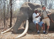 
据英国每日邮报报道，自从三个月前津巴布韦野生动物园的明星狮子塞西尔被人付钱猎杀后，悲剧再度上演。这次死于猎人枪下的是一头大象。当局认为，这头可怜的大象恐怕是30年来非洲野象猎杀记录里最大的一只，堪称“大象之王”。世界各地的狩猎论坛为此次猎杀成果热烈庆祝。猎杀大象的德国猎手为这次狩猎花费39000英镑（约38万人民币），并雇佣了当地一名经验丰富的猎人做他的向导，整场追捕行动总共持续了21天。