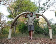 这头大象被射杀于津巴布韦东南部的戈纳雷若国家公园，在被杀之前未曾在当地出现，其象牙总计重达122磅（合55kg），是一头约40多岁的成年象。由于这头大象的象牙十分巨大，它在行走时，象牙都会拖在地上。这场猎杀被认为是一场有组织的狩猎活动的一部分。