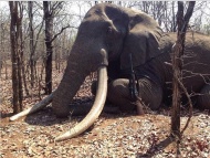 大象遭到猎杀后，始作俑者将他的“成果照”放上网络，之后这件事在社交媒体上迅速传播，既得到了捕猎支持者的赞赏，也激起了环保主义者的愤怒。