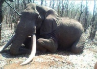 津巴布韦动物保育小组主席约翰尼·罗德里格兹确认了大象的死亡，据他估计，这头大象或许来自南非克鲁格国家公园。同时他还感慨道，当地民众为让全家饱餐一顿而猎杀动物，会被判处5至10年的有期徒刑，而富有的外国人来到当地猎杀动物，却可以全无刑责逍遥法外。